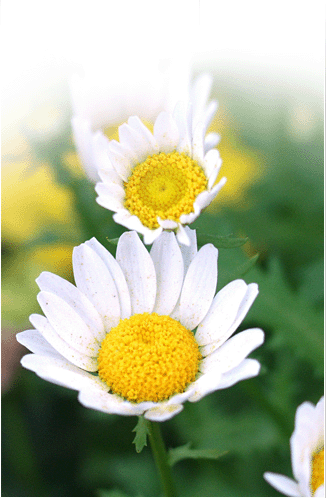 main_img.gif